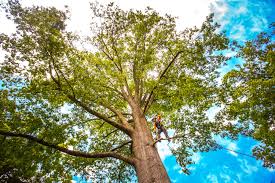 Best Lawn Grading and Leveling  in Bluefield, WV