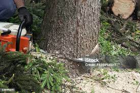 Best Fruit Tree Pruning  in Bluefield, WV
