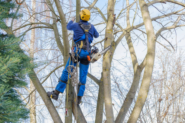 Best Commercial Tree Services  in Bluefield, WV