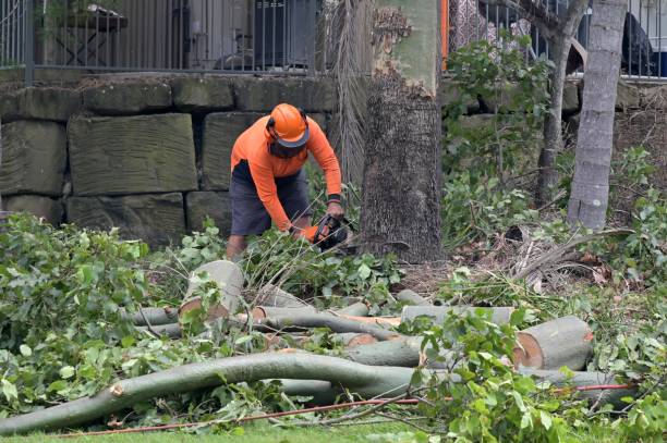 Best Storm Damage Tree Cleanup  in Bluefield, WV